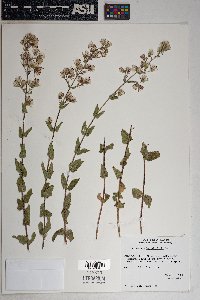 Brickellia betonicifolia image