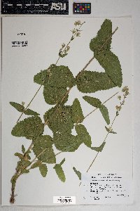 Brickellia betonicifolia image