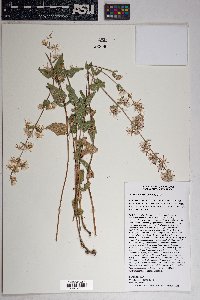 Brickellia betonicifolia image