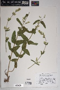 Brickellia betonicifolia image