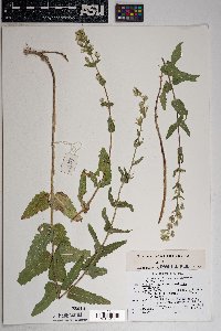 Brickellia betonicifolia image