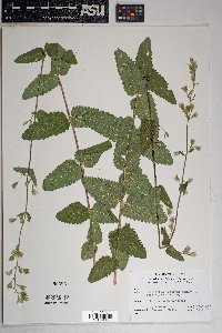 Brickellia betonicifolia image
