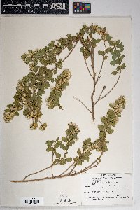 Brickellia baccharidea image