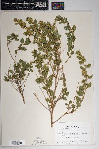 Brickellia baccharidea image