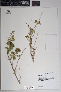 Brickellia baccharidea image