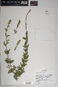 Brickellia betonicifolia image