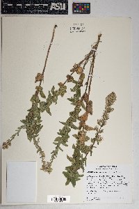 Brickellia betonicifolia image