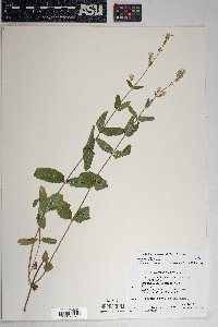 Brickellia betonicifolia image