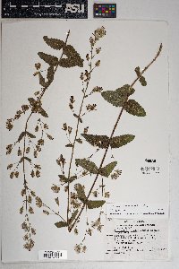 Brickellia betonicifolia image