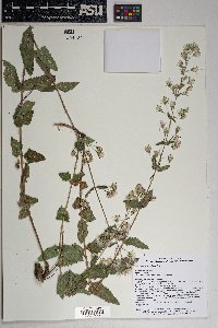 Brickellia betonicifolia image