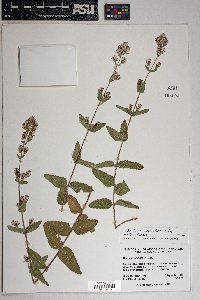 Brickellia betonicifolia image