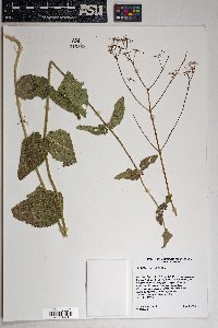 Brickellia betonicifolia image