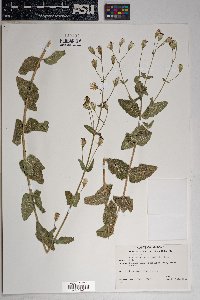 Brickellia betonicifolia image