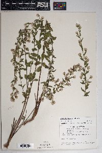 Brickellia brachyphylla image