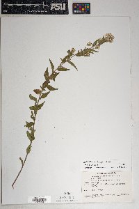 Brickellia brachyphylla image