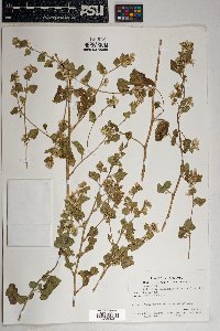 Brickellia californica image