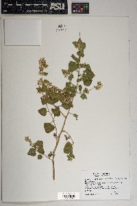 Brickellia californica image