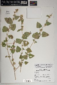 Brickellia californica image