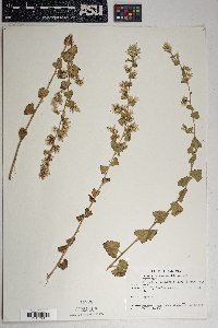 Brickellia californica image