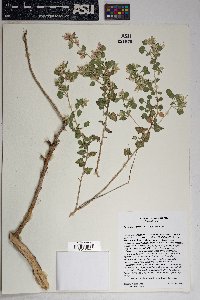 Brickellia californica image