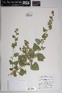 Brickellia californica image