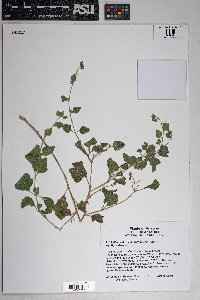 Brickellia californica image