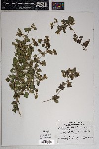 Brickellia californica image