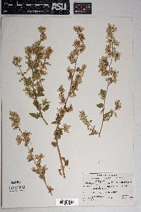 Brickellia californica image