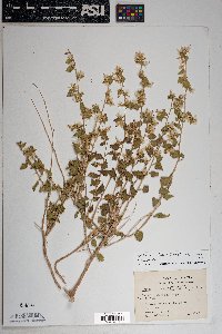 Brickellia californica image