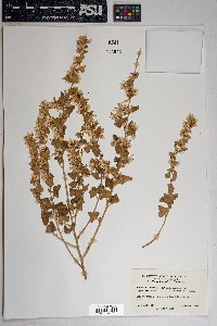 Brickellia californica image