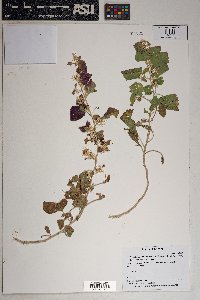 Brickellia californica image