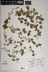 Brickellia californica image