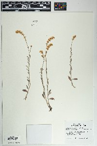 Eriogonum wrightii image