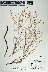 Eriogonum wrightii image