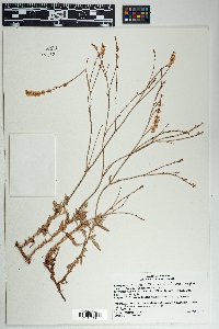 Eriogonum wrightii image