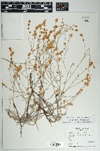 Eriogonum wrightii image