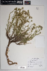 Brickellia oblongifolia image