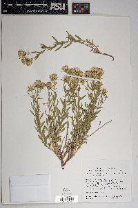 Brickellia oblongifolia image