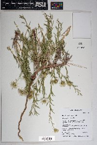 Brickellia oblongifolia image