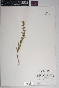 Brickellia oblongifolia image