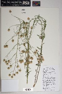 Brickellia eupatorioides var. chlorolepis image