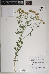 Brickellia eupatorioides var. chlorolepis image