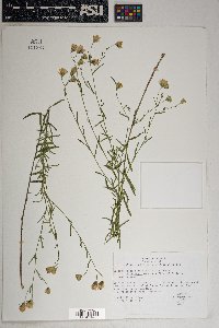 Brickellia eupatorioides var. chlorolepis image