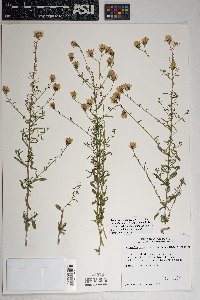 Brickellia eupatorioides var. chlorolepis image