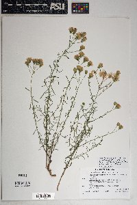 Brickellia eupatorioides var. chlorolepis image