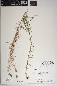 Brickellia eupatorioides var. chlorolepis image