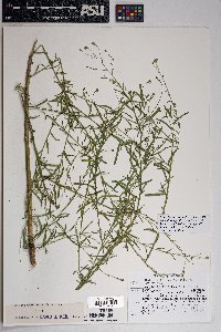 Brickellia eupatorioides var. chlorolepis image