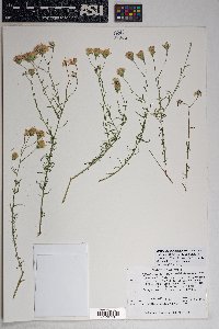 Brickellia eupatorioides image