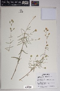 Brickellia eupatorioides var. chlorolepis image