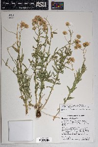 Brickellia eupatorioides image